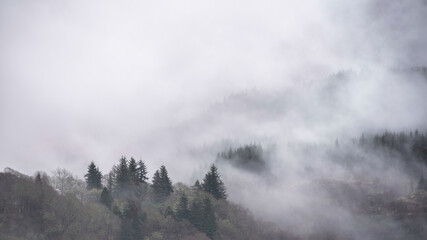 Moody dramatic misty Winter landscape drifting through trees on slopes of Ben Lomond in Scotland