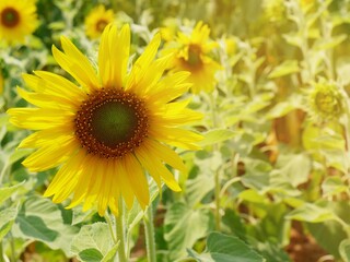 Sunflower fields blooming in the summer countryside.