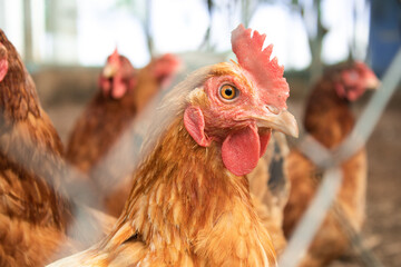 
several chickens in a chicken coop