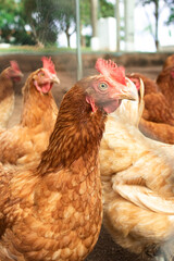 
several chickens in a chicken coop