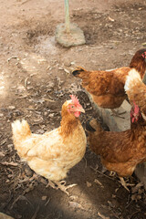 
several chickens in a chicken coop