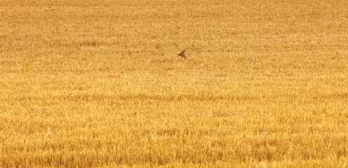 Red deer heat sticking out of a golden cornfield