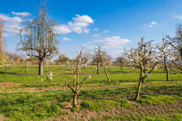 Young flowering cherry trees and an old knotty cherry tree in the background