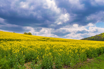 Obraz premium View over a yellow blooming rapeseed field under a sky overcast with rain clouds in Rheinhessen/Germany