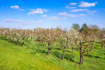 Fototapeta na wymiar Young flowering cherry trees in a row near Wiesbaden/Germany in the Rheingau