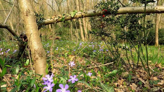 Landscape in the Woods with Purple Flowers and Red Berries