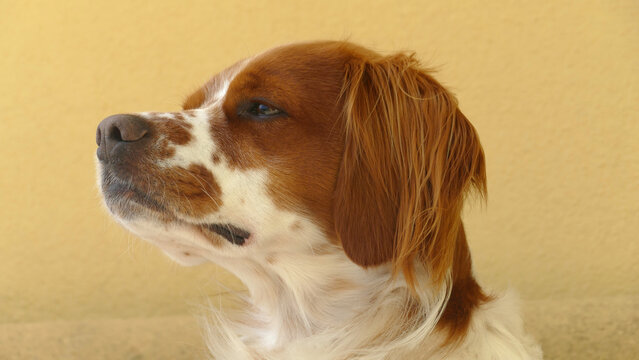 รูปภาพCorycus เลือกดูภาพถ่ายสต็อก เวกเตอร์ และวิดีโอ1,208 Adobe Stock