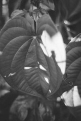 black and white background photo of a leaf