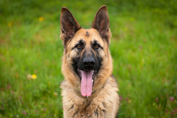 german shepherd dog