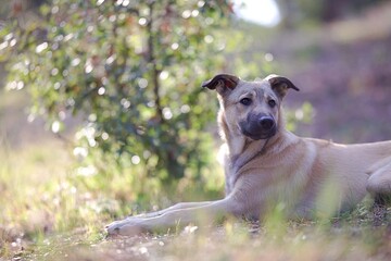 Chiot loup tchèque - jeune chien beige berger