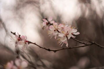 Pink cherry blossoms on a spring day in the garden. Blooming cherry blossoms close-up