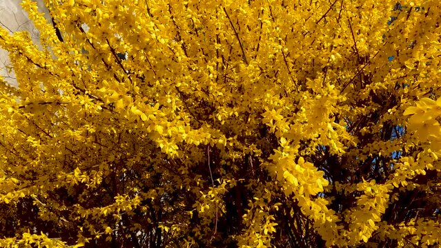 Summer Landscape with Yellow Flowers in the Park.