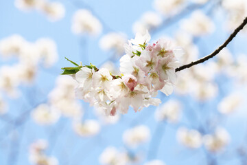背景が美しい桜の花（ソトオリヒメ）