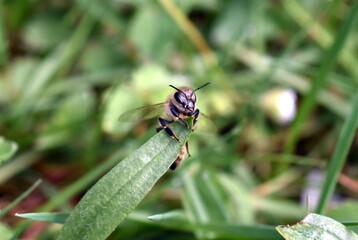 Biene klammert sich an ein Spitzwegerichblatt