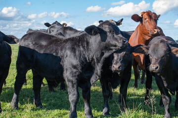 Obraz premium Vacas Brangus en un Campo en Santa Fe, Argentina
