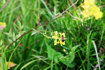 Bee on a Flower