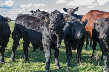 Vacas Brangus en un Campo en Santa Fe, Argentina