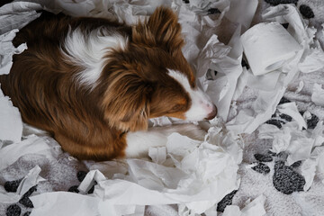 Dog is alone at home entertaining himself by eating toilet paper. Charming brown Australian Shepherd puppy is playing with paper lying on bed. Aussie is young crazy dog making mess. View from above.