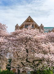 Bursting Spring Cherry Blossoms 10