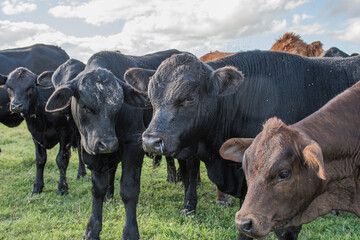 Vacas Brangus en un Campo en Santa Fe, Argentina