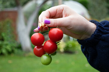 branch with red cherry tomatoes to the girl's hands