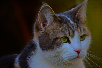 black and white cat portrait