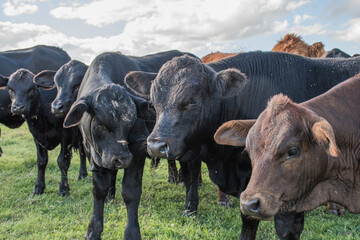 Vacas Brangus en un Campo en Santa Fe, Argentina