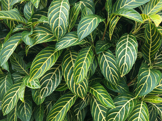 Close up of green leaves with yellow venation of Sanchezia plant.