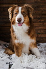 Dog is alone at home entertaining himself by eating toilet paper. Charming brown Australian Shepherd puppy is playing with paper sitting on bed. Aussie is young crazy dog making mess rejoicing.