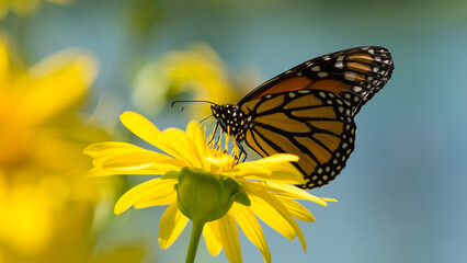 industrious monarch butterfly feeding on a yellow bloom 