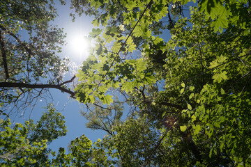 leaves against blue sky