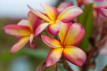 frangipani plumeria flowers
