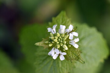 Junge Blätter und Blüten einer Knoblauchsrauke