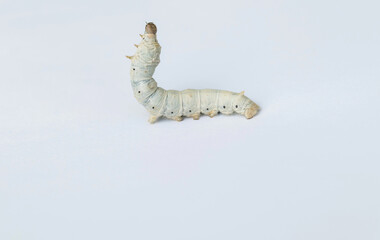 One silkworm on white background