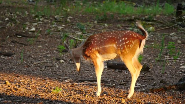 Single female fallow deer in natural environment. Deer Dama dama. Vision Park in Auberive region, France. Slow motion