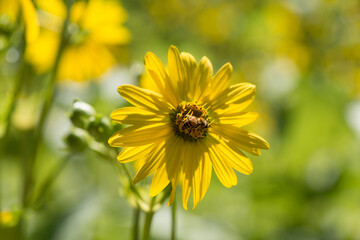 yellow flower in the garden (Silphium perfoliatum or cup plant)