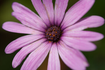 Obraz premium violet pink aster close up