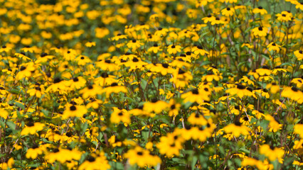 yellow flowers in the sun