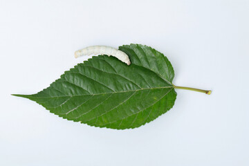 One silkworm eating mulberry leaf