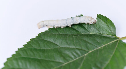 One silkworm eating mulberry leaf