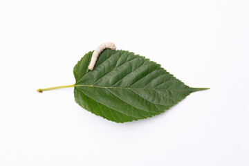 One silkworm eating mulberry leaf