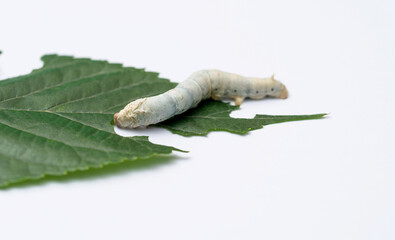 Obraz na płótnie Canvas One silkworm eating mulberry leaf