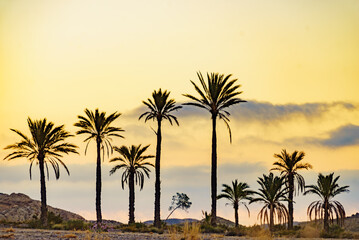 Palm trees in Sierra Alhamilla mountains, Spain