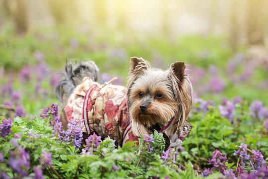 Fur Hoodie Small Dog Coats for Winter Pet Clothes Jacket. Yorkshire terrier dog on background of spring flowers in forest