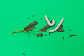 Fototapeta premium Two silkworms eating mulberry leaf
