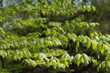 green leaf background