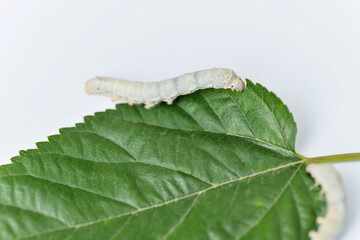 Two silkworms eating mulberry leaf