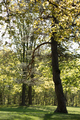 Naklejka premium spring in the park (trees)