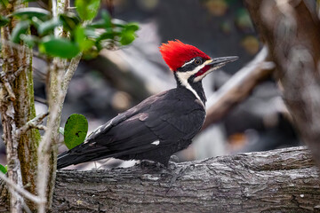 A red, black, and white male pileated woodpecker bird is perched on a tree branch in a tangled mangrove at Ding Darling National Wildlife Refuge on Sanibel Island, Florida. - 497931599