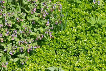 spring growth in the sun